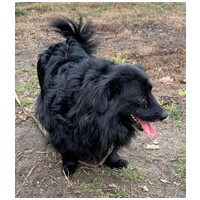 Luke, 6 éves, 40 cm magas, kan #4