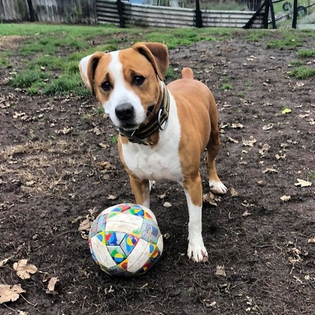 Hádész, 9 éves, 50 cm magas, kan