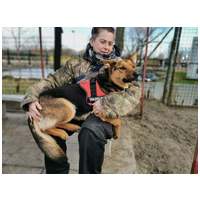 Molly, 1 éves, némejuhász keverék, szuka #5