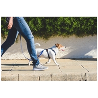 Célkeresztben a kutyasétáltatás – hasznos tudnivalók, érdekességek