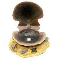 Barna kagyló levegőporlasztós akvárium dekoráció #2