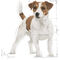 Royal Canin Mini Adult - Kistestű felnőtt kutya száraz táp