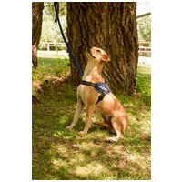 Sam, két éves kan #3