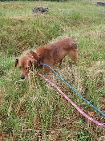 Misi, ivartalanított kan