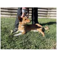 Chino, 7 hónapos keverék kisfiú #8