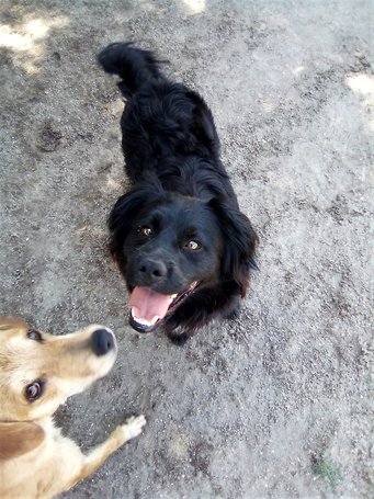 Tappancs, két éves kan