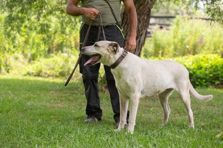 Honney, 10 éves, 65 cm magas szuka