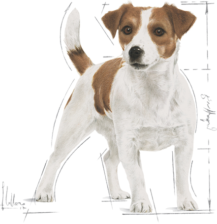 Royal Canin Mini Adult - Kistestű felnőtt kutya száraz táp