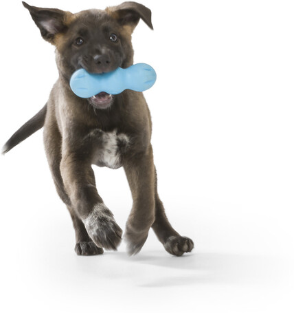 West Paw Rumpus rágóbot