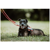 Sally, 7 éves, 34 cm magas, szuka #8