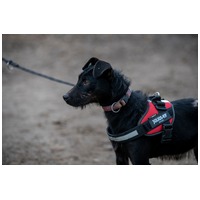 Lilien kutyus gazdit keres #4