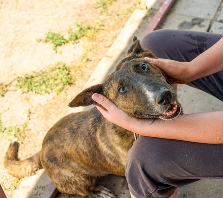 Ariell, 12 éves, 47 cm magas, lány kutya