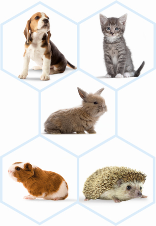 Beaphar Lactol cumisüveg készlet kisállatoknak