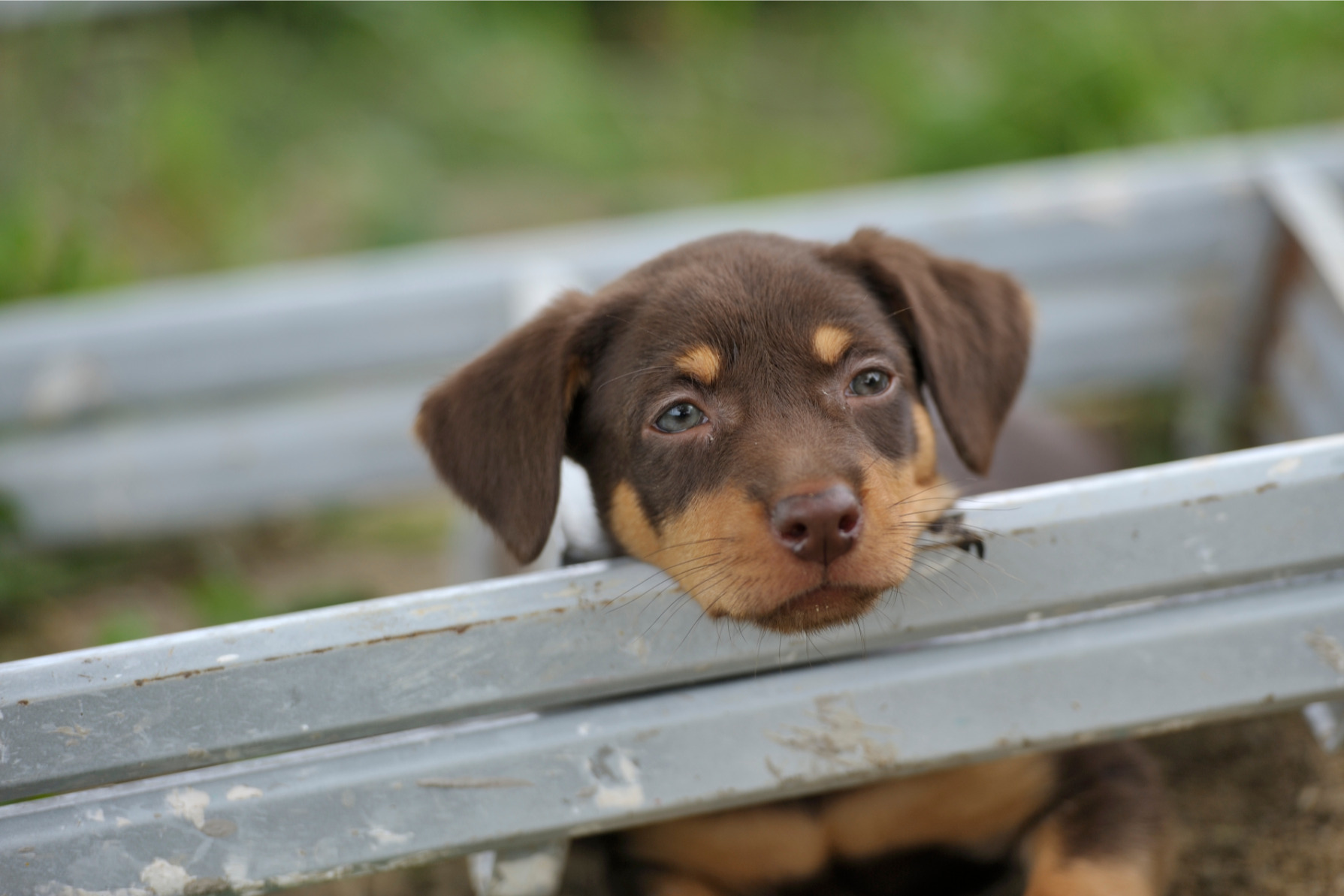 Kelpie kölyök