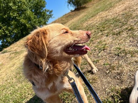 Wall-e, két éves, kan