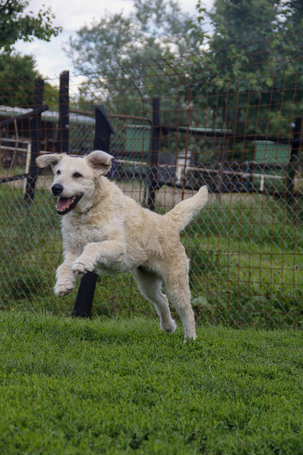 Sziszike, 8 éves, ivartalanított szuka kutyus