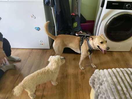 Floren, 3 éves ivartalanított szuka