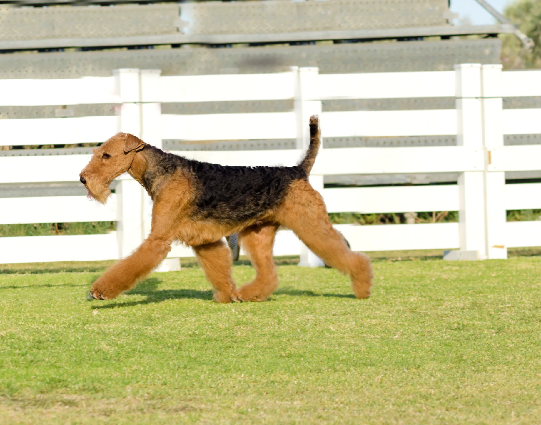 Airedale terrier megjelenése