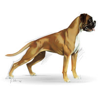 Royal Canin Boxer Adult - Boxer felnőtt kutya száraz táp #9