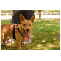 Titusz, 1 éves, 50 cm magas, kan #12