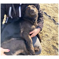 Csokoládé, négy éves, kan #4