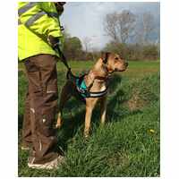 Vilinger, ivartalanított kan #6