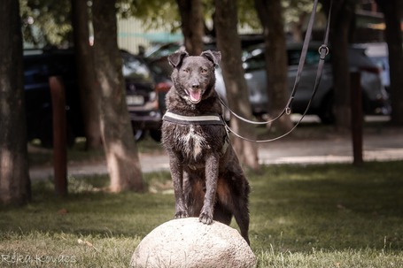 Ábel, 4 éves, 55 cm magas, kan