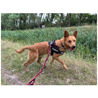 Titusz, 1 éves, 50 cm magas, kan #4