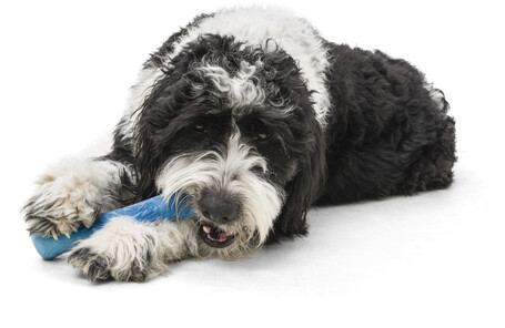 West Paw Seaflex Drifty - Csontot imitáló rágóka