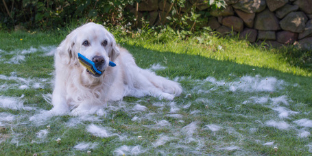 Segítünk átvészelni a vedlési időszakot!