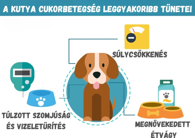 Kutya cukorbetegség leggyakoribb tünetei