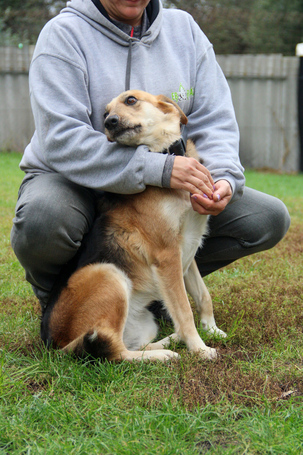 Sally, 5 éves ivartalanított szuka