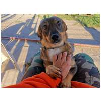 KisO, 4 éves, 34 cm magas, szuka #2