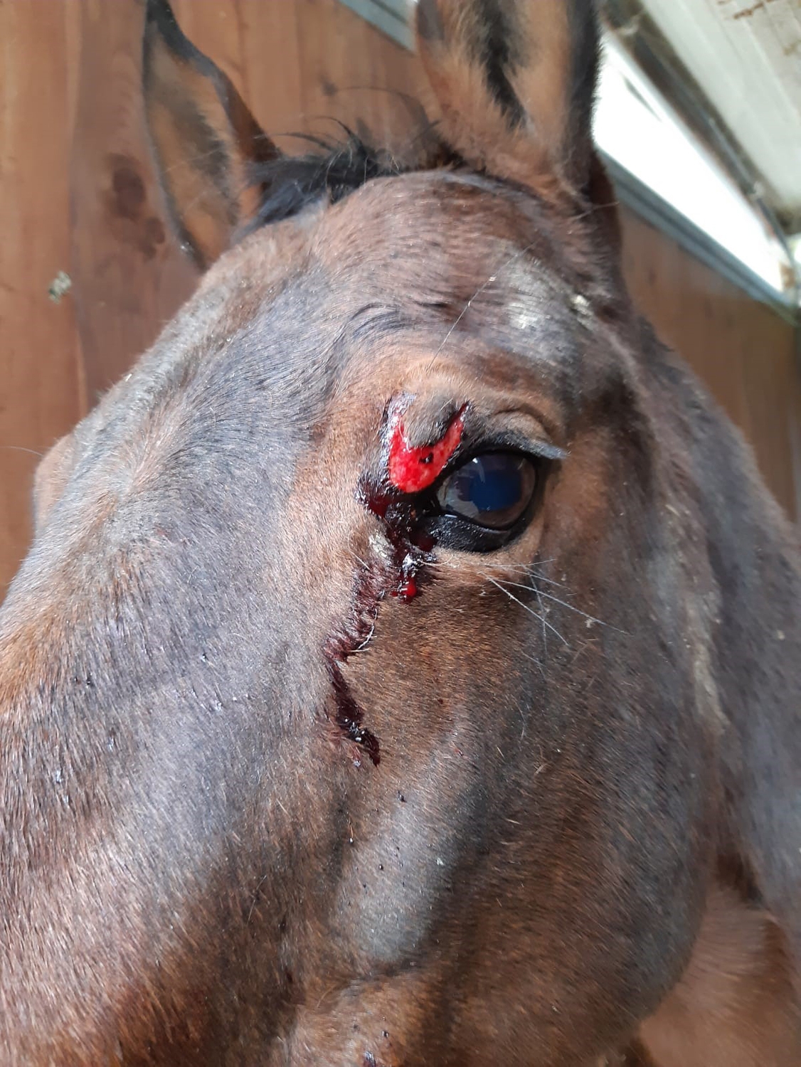 Union Bio Skincut - zoom