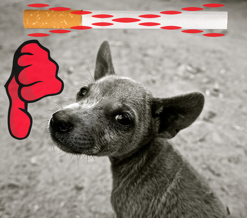 A nikotin mérgező a kutyákra