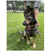 Lady, ivartalanított szuka #11