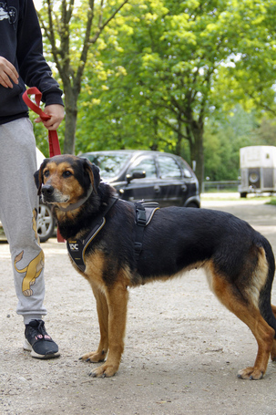 Bözsi, a 10 éves idős hölgy