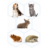 Beaphar Lactol cumisüveg készlet kisállatoknak #2