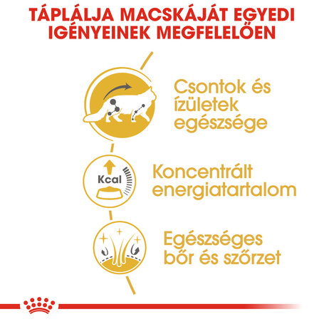 Royal Canin Maine Coon Adult - Maine Coon felnőtt macska nedves táp