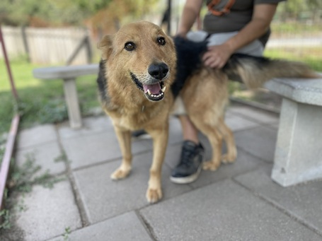 Sajó, 7 éves ivartalanított németjuhász keverék kan