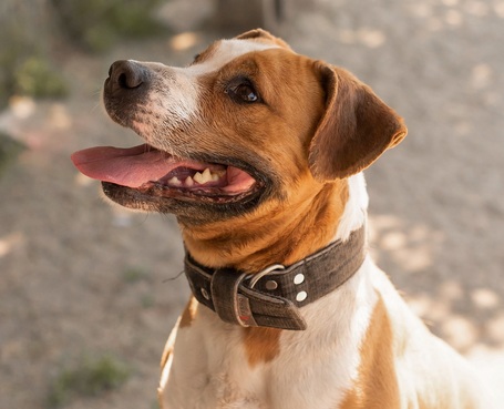 Hádész, 9 éves, 50 cm magas, kan