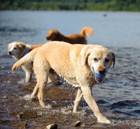 Chuckit! Ultra Squeaker Ball