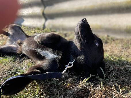 Csokoládé, négy éves, kan