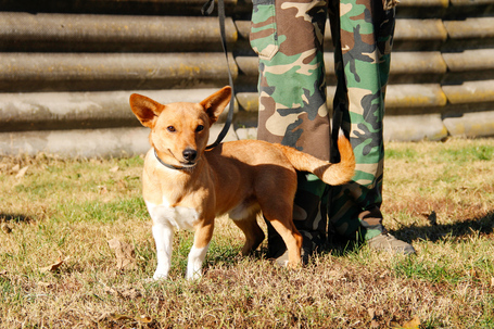 Chino, 7 hónapos keverék kisfiú