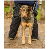 Pongó, 7 éves, kan #6