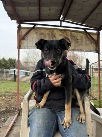 Hektor, kan kutyus gazdit keres