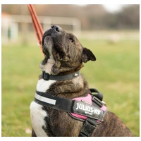 Suzy, négy éves, közepes méretű szuka #6