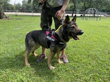 Lady, ivartalanított szuka