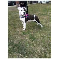 Boci, 3 éves, 52 cm magas, bull jellegű szuka #3