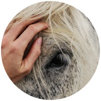 Îngrijirea ochilor la cai